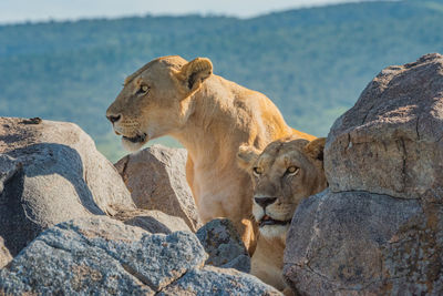 Two lionesses lie and sit on kopje
