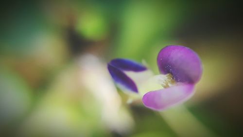 Close-up of purple flowers blooming outdoors