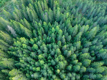 Full frame shot of pine tree