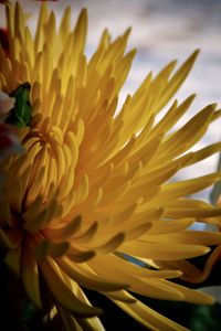 Close-up of yellow flowering plant