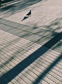 High angle view of lizard on landscape