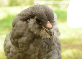 Close-up of eagle