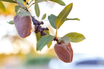 Close-up of fruit growing on tree