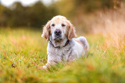 Portrait of dog on field