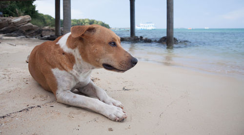 Dog resting on beach