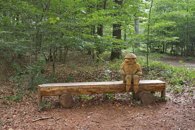 Rear view of man sitting on bench in forest