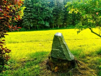 Shadow of tree on field in park