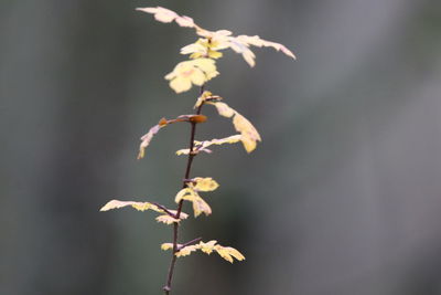 Close-up of plant against blurred background