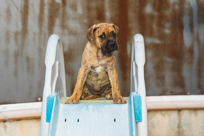 Portrait of dog sitting on wood