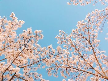 Low angle view of cherry blossoms against blue sky
