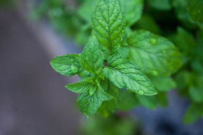 Fresh peppermint leaves is a herbal ayurveda medicinal plant. 