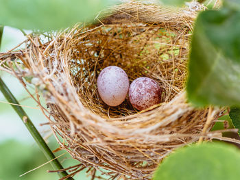 Close-up of sparrow bird egg in nest. 