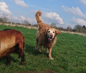 Portrait of dog on grass against sky