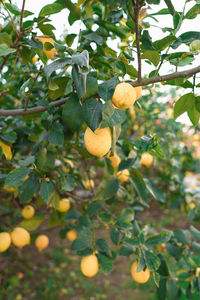 Fruits growing on tree