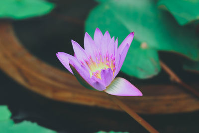 Close-up of water lily in pond