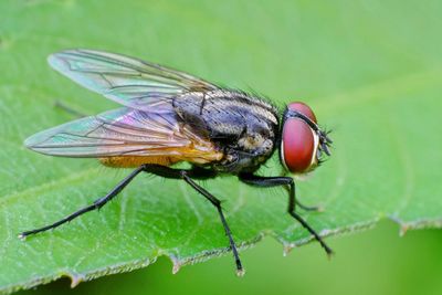 Close-up of fly on leaf