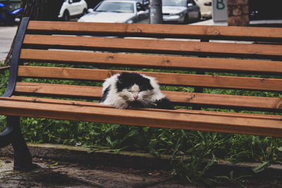 Portrait of a cat on the bench