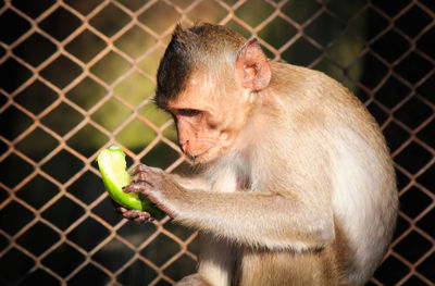 Close-up of monkey in cage