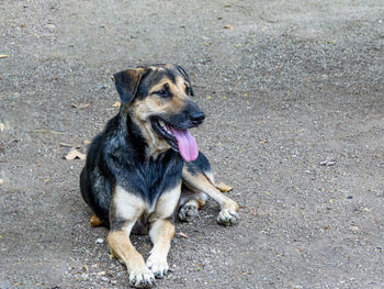 High angle portrait of a dog