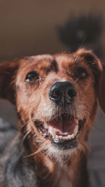 Close-up portrait of dog