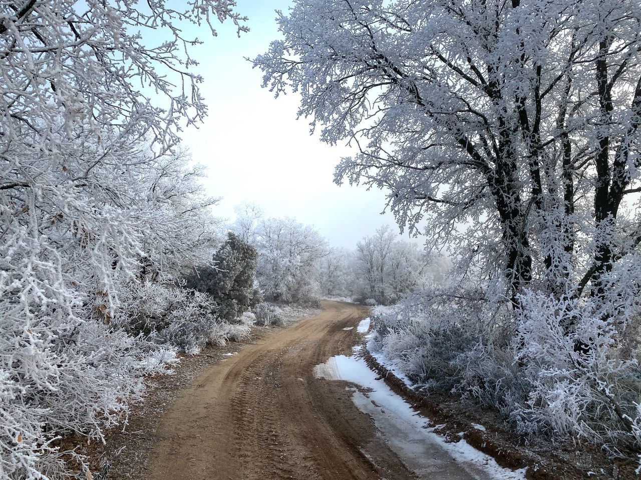 tree, winter, snow, plant, cold temperature, road, frost, nature, the way forward, freezing, transportation, beauty in nature, environment, scenics - nature, no people, land, tranquility, landscape, non-urban scene, tranquil scene, frozen, forest, branch, rain and snow mixed, diminishing perspective, sky, dirt road, day, footpath, outdoors, white, bare tree, empty road, vanishing point, dirt, travel, country road, idyllic