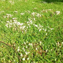 Flowers blooming on field