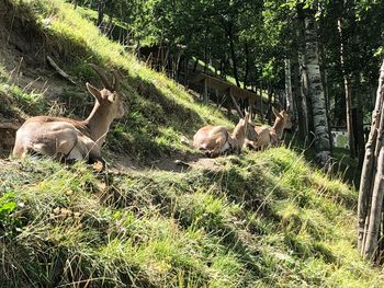 Deer in a field