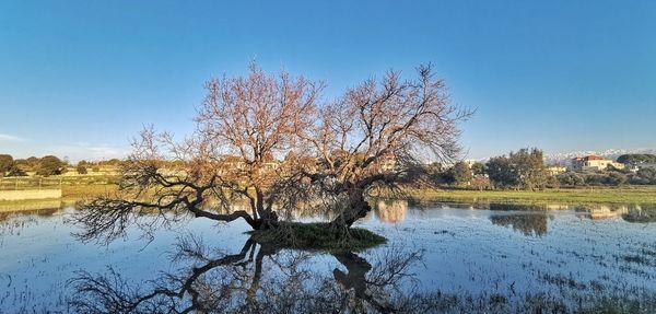 Tree by lake against clear blue sky