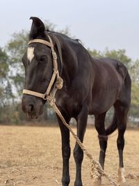 Horse standing in ranch