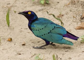 Close-up of purple starling on sand