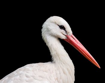 Close-up of stork against black background