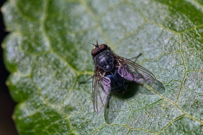 High angle view of fly on leaf