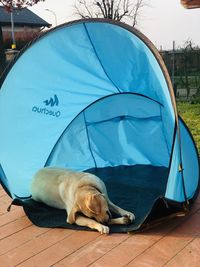 Dog sleeping at tent