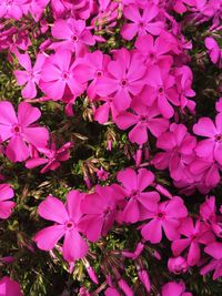 Close-up of pink flowers blooming outdoors