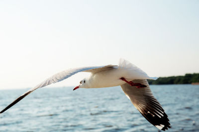 Seagulls flying in the sky