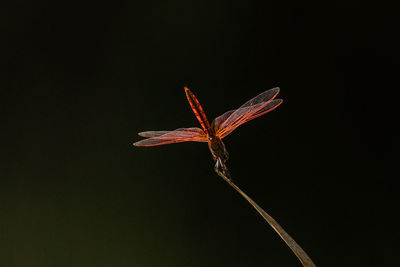 Close-up of insect against black background