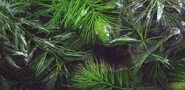 Close-up of algae.