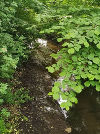 High angle view of leaves floating on water