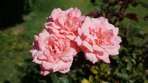 Close-up of pink rose
