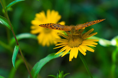 Close-up of butterfly pollinating on flower