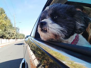 Close-up of dog by car on road