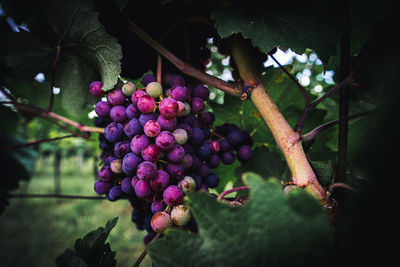 Close-up of grapes growing in vineyard