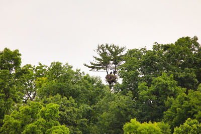 Low angle view of trees against clear sky