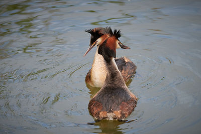 High angle view of duck swimming in lake