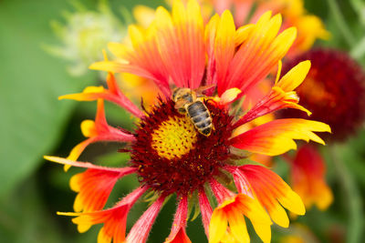 Close-up of bee pollinating flower