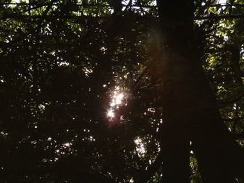 Low angle view of sunlight streaming through trees in forest