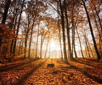 Trees in forest during autumn