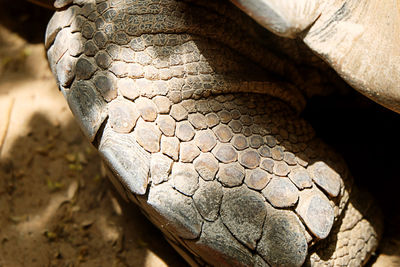 Close-up of lizard