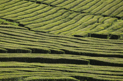 Scenic view of agricultural field