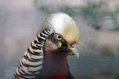 Close-up of a bird